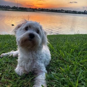 Meet your Posher, Janet